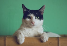 こちらを見つめる猫