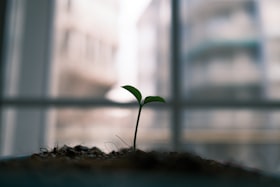 窓辺の鉢植えに伸びる小さな芽